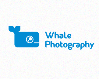 Whale Photography