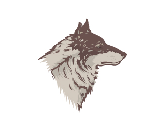 Wolf - Canis Lupus Italia