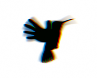 kolibri