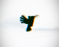 kolibri