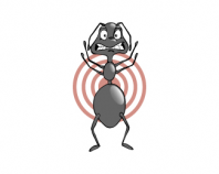 hunter pest control