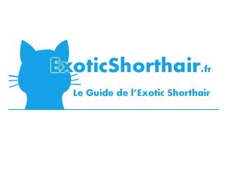 Exotic Shorthair