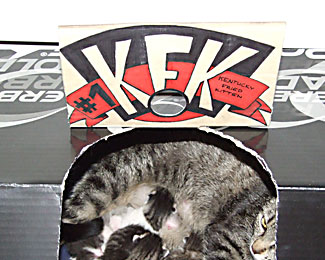 KFK - Kentucky Fried Kitten