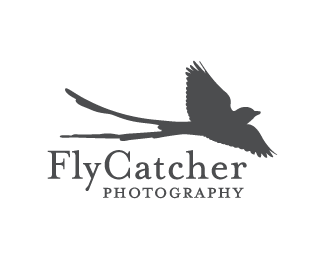 FlyCatcher Photography